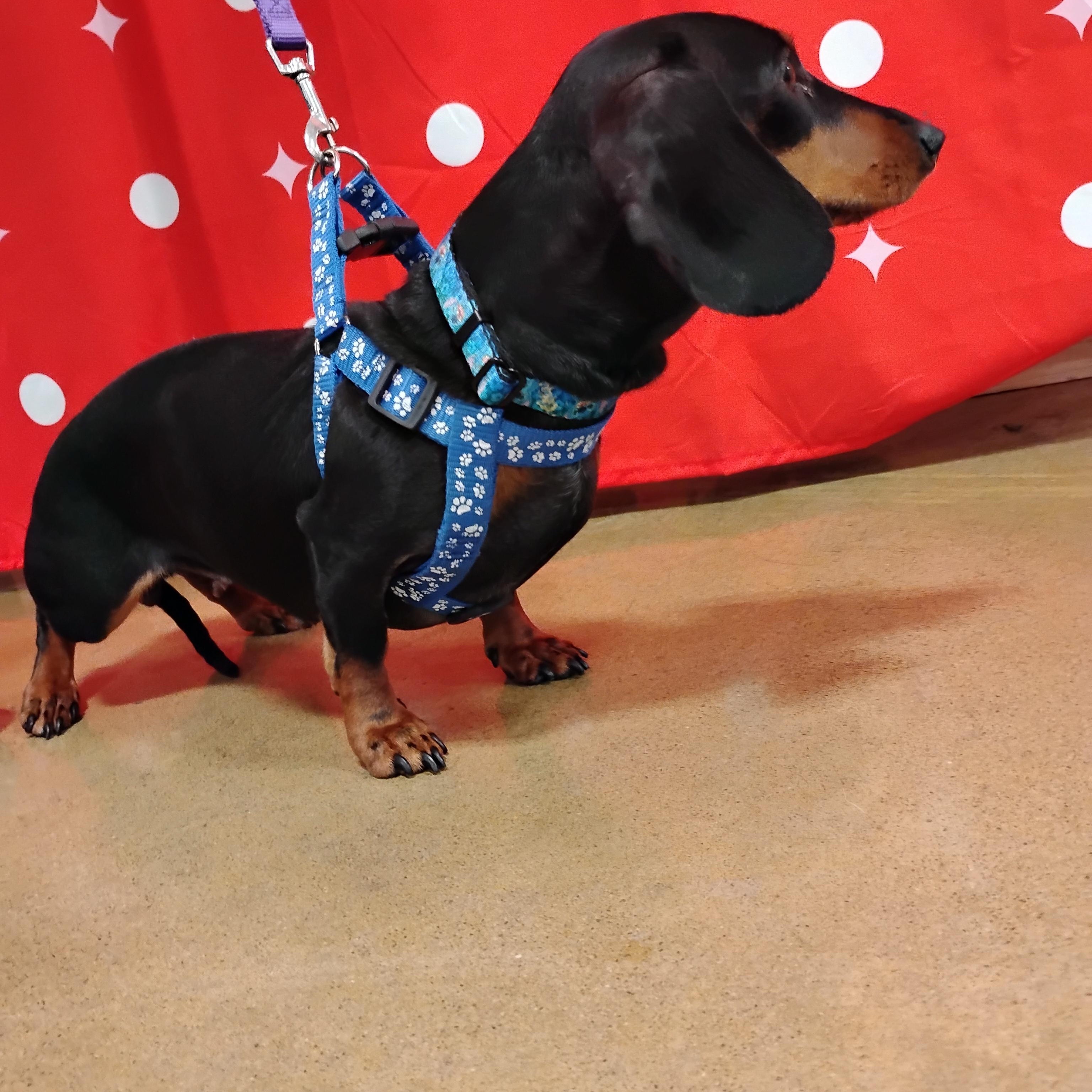 Dolly, Adopted, Adult Female Dachshund.