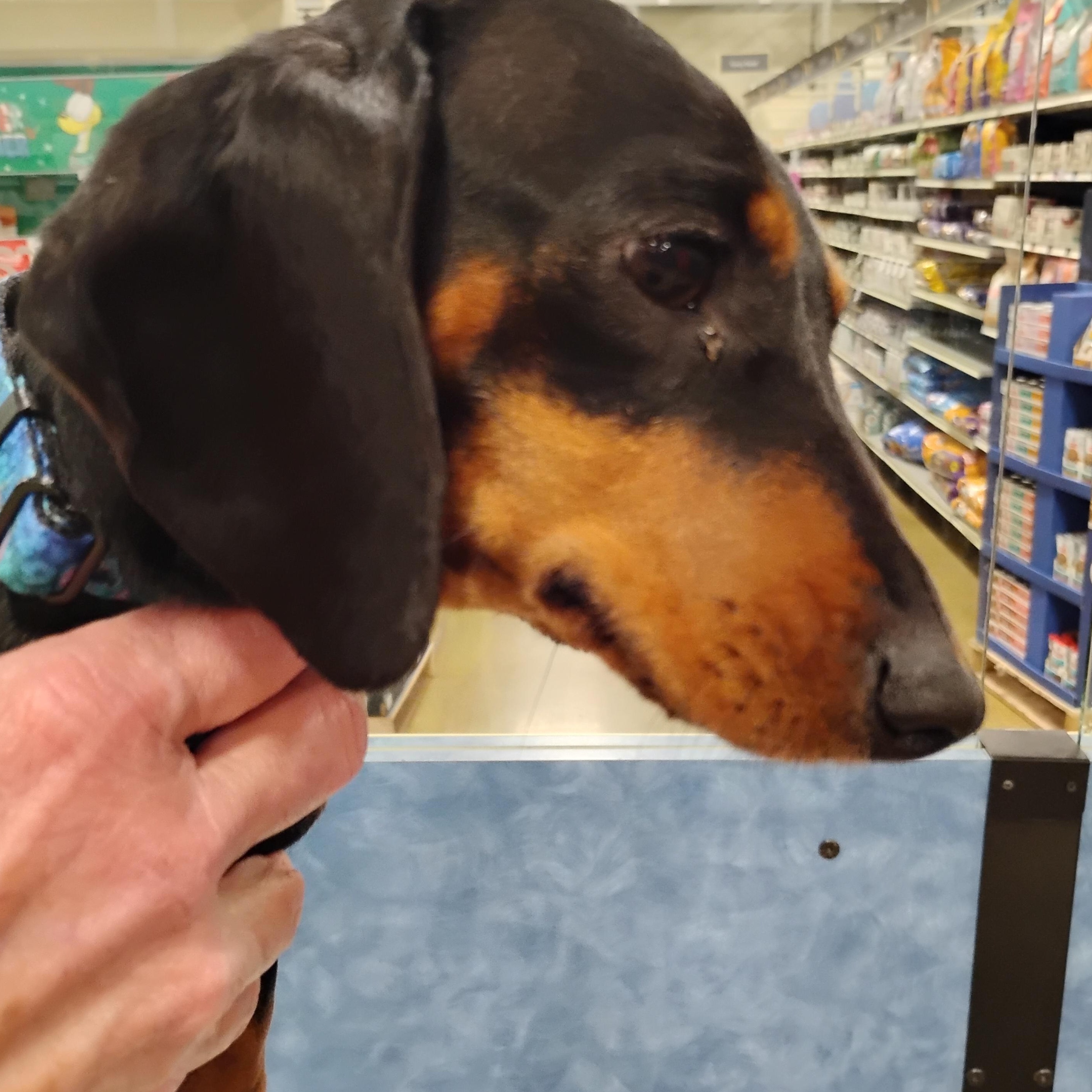 Enlarge Dolly, a Adopted Dachshund in Tulsa, OK image 3/3