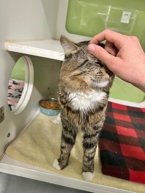 Augusta, Adoptable, Adult Male Domestic Long Hair.