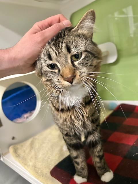 Augusta, a Adoptable Domestic Long Hair in Muskegon, MI image 2/6