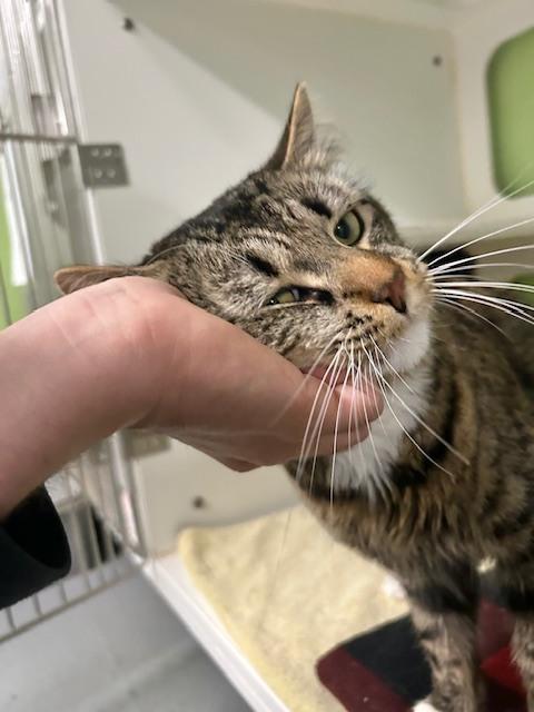 Augusta, a Adoptable Domestic Long Hair in Muskegon, MI image 3/6