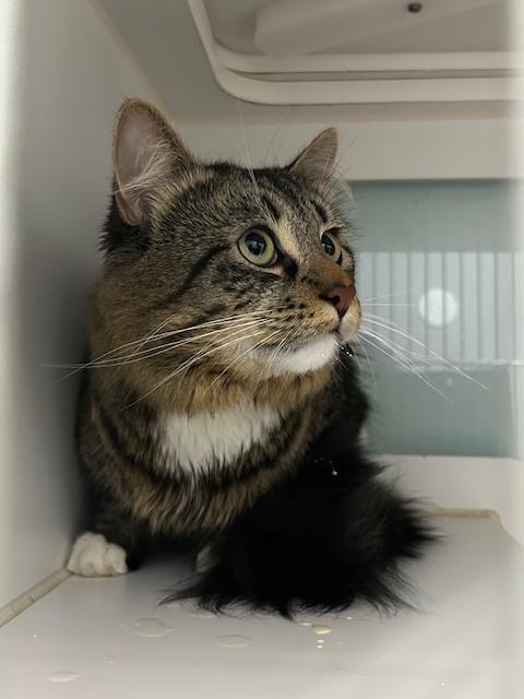 Augusta, a Adoptable Domestic Long Hair in Muskegon, MI image 4/6
