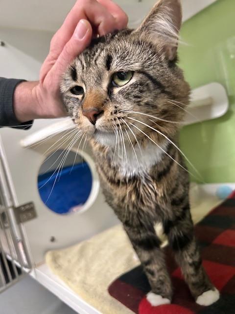 Augusta, a Adoptable Domestic Long Hair in Muskegon, MI image 5/6