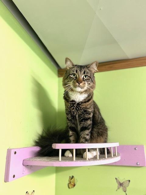 Augusta, a Adoptable Domestic Long Hair in Muskegon, MI image 6/6