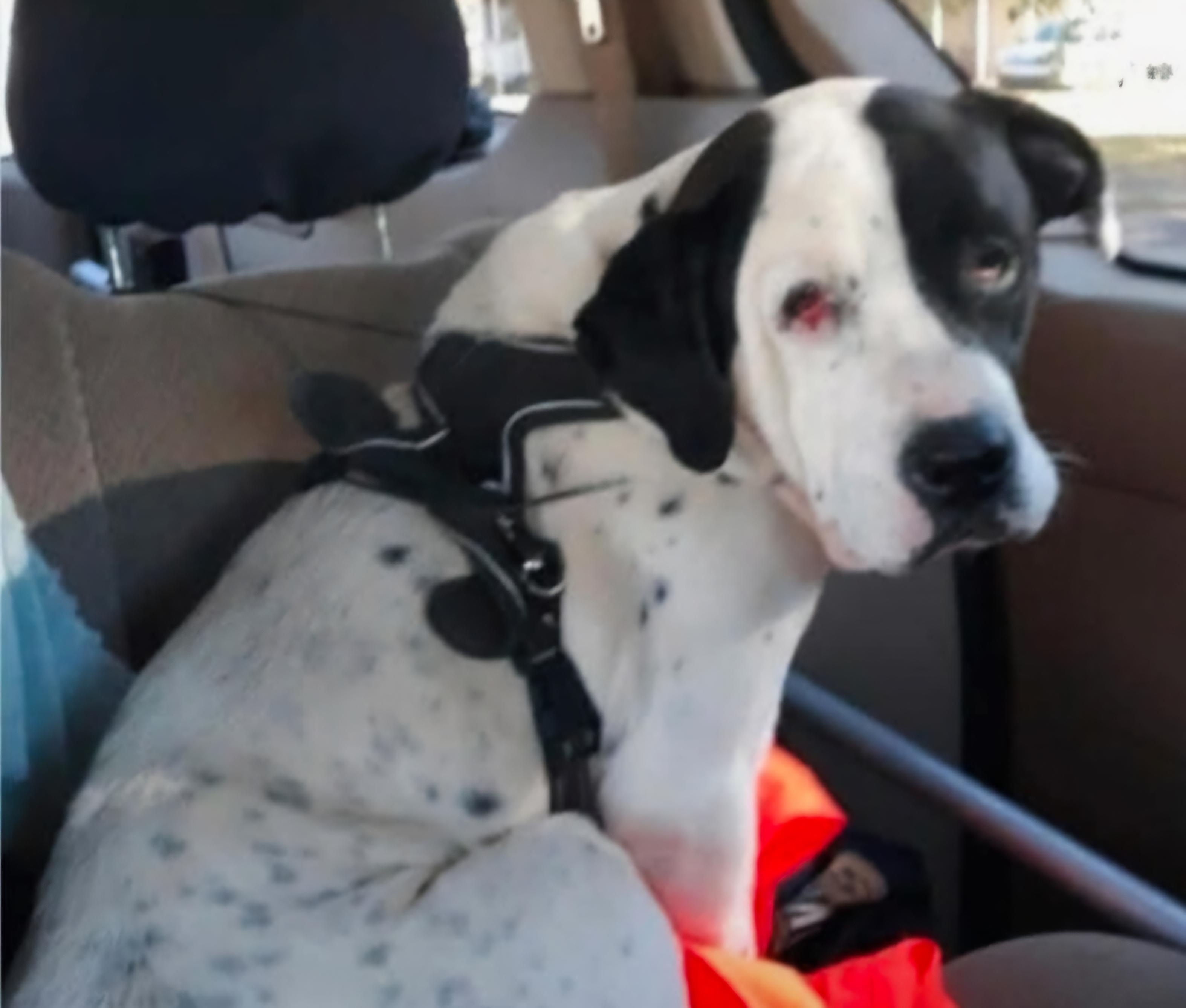 Enlarge Doobie, a Adoptable mixed breed in Abbeville, SC image 1/1