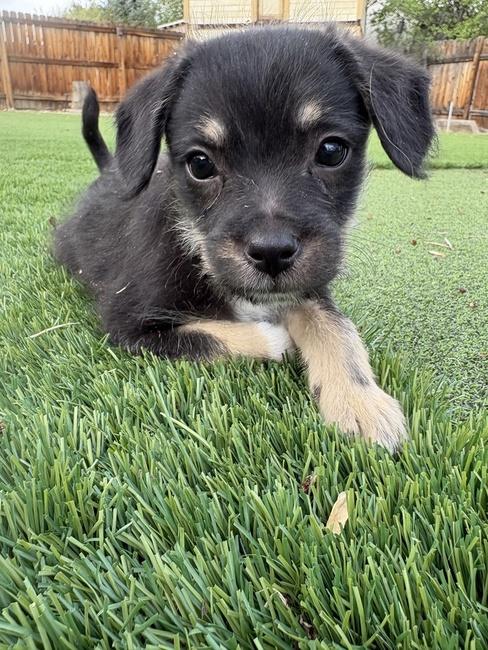 Enlarge Martin Necas, an adopted mixed breed in Denver, CO image 2/2