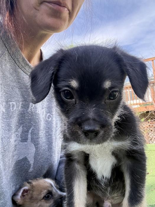 Enlarge Martin Necas, an adopted mixed breed in Denver, CO image 1/2