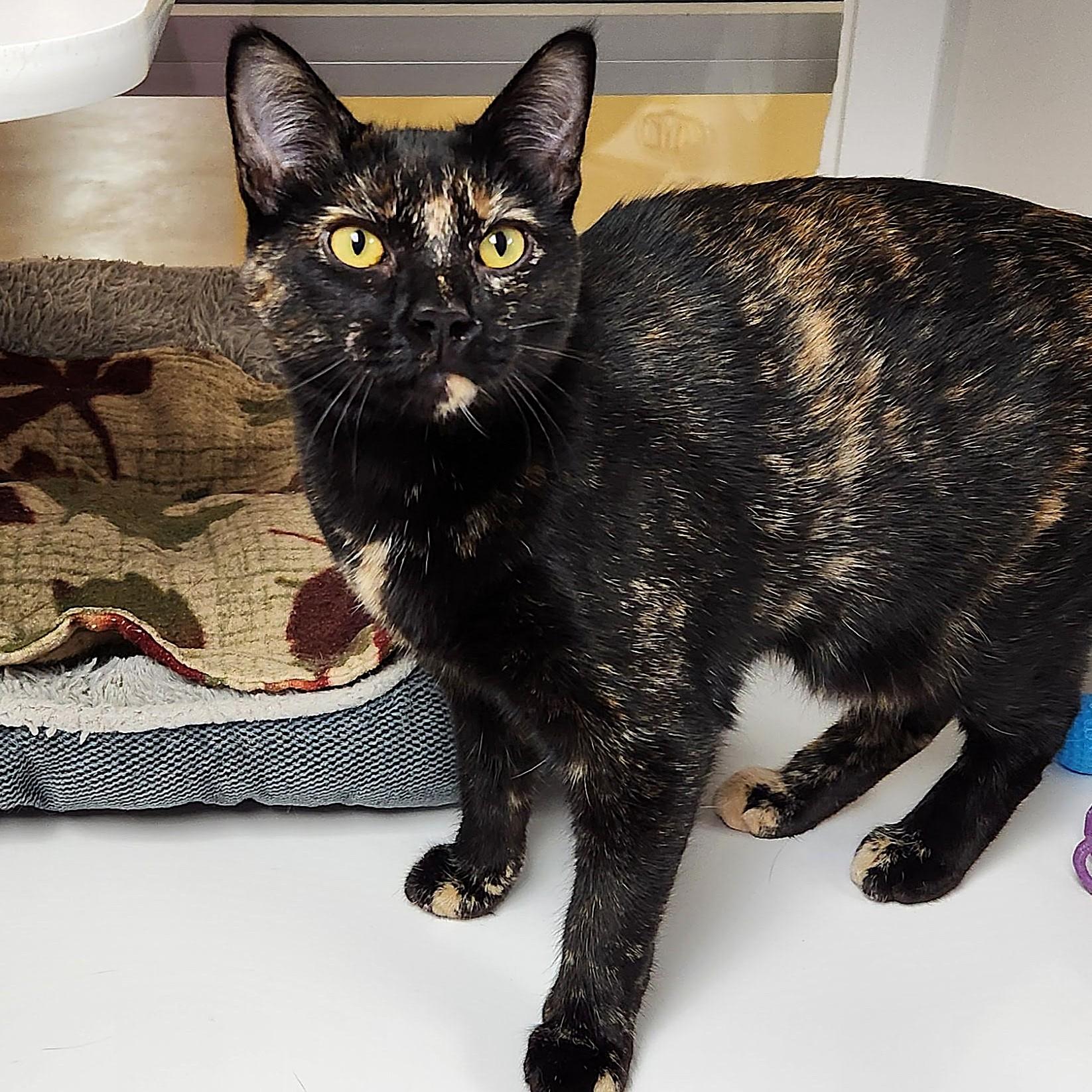 Enlarge Twilight, an adopted Tortoiseshell in Marshfield, WI image 4/5