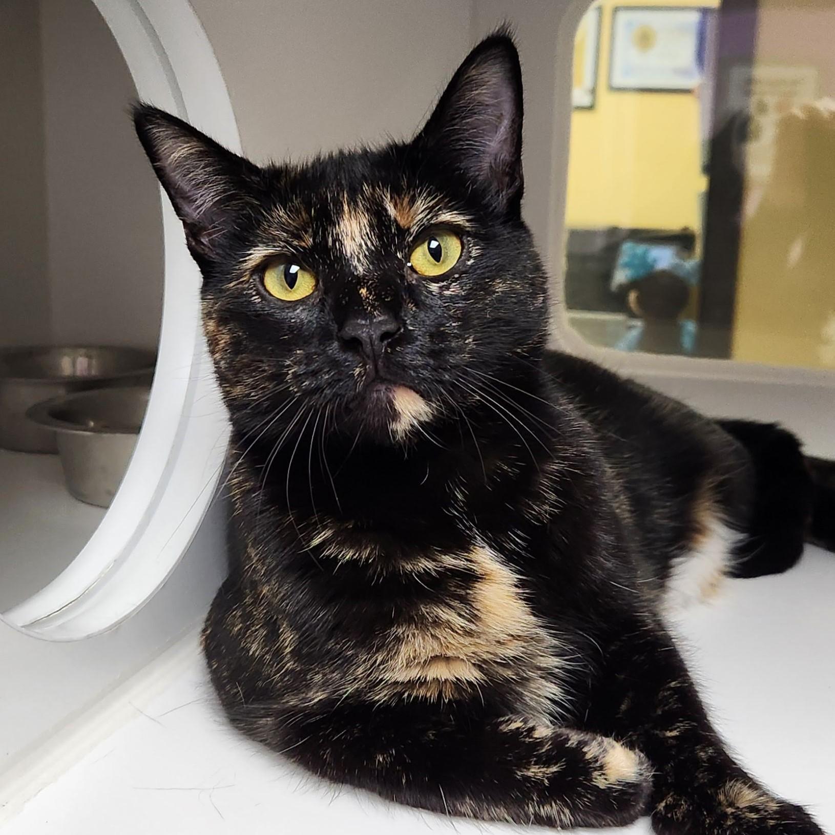 Enlarge Twilight, an adopted Tortoiseshell in Marshfield, WI image 2/5