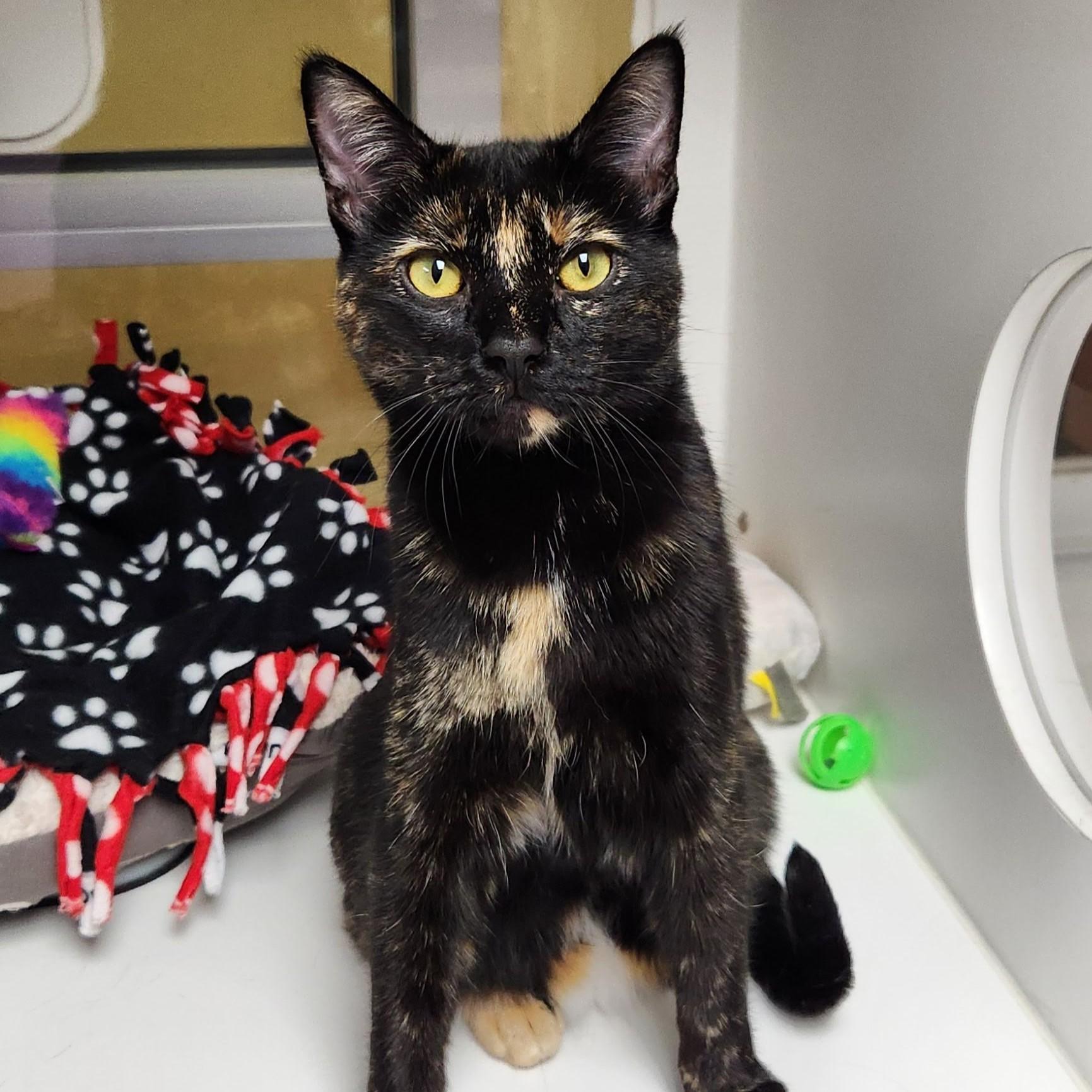 Enlarge Twilight, an adopted Tortoiseshell in Marshfield, WI image 1/5