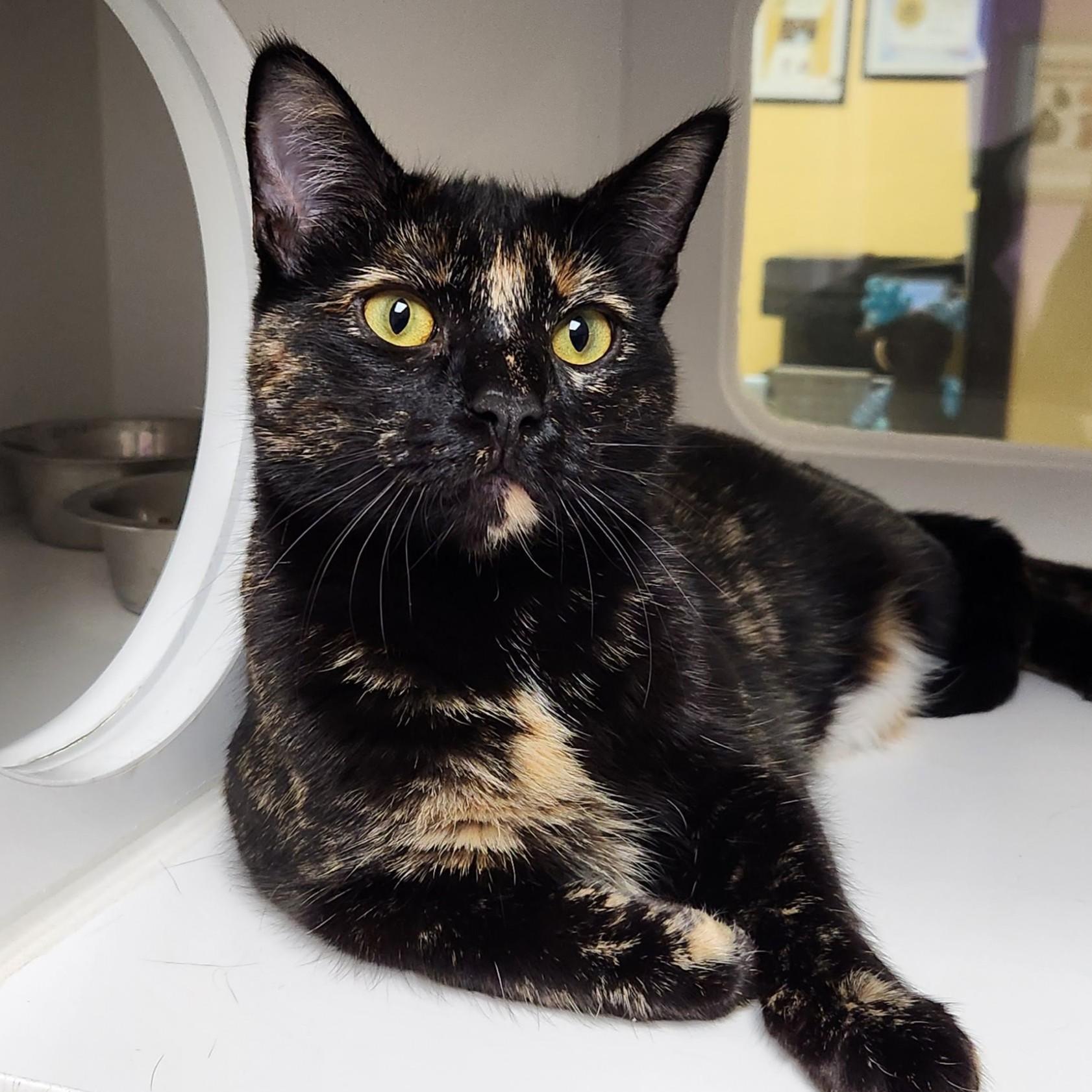 Enlarge Twilight, an adopted Tortoiseshell in Marshfield, WI image 5/5