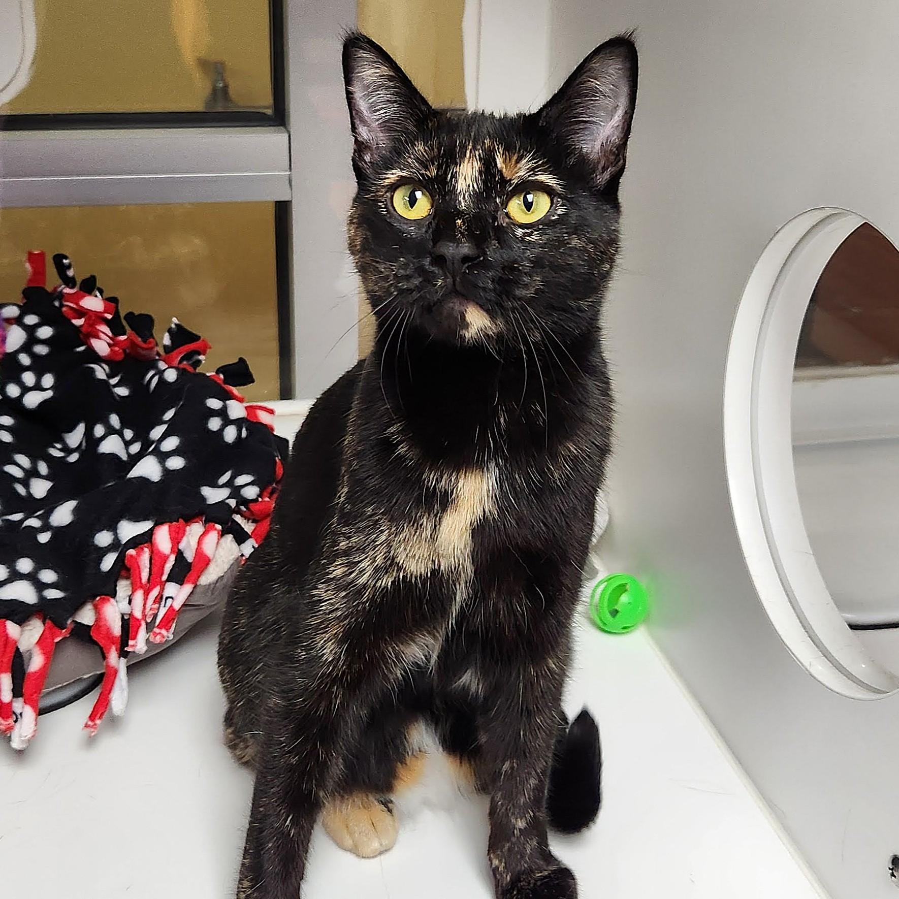 Enlarge Twilight, an adopted Tortoiseshell in Marshfield, WI image 3/5