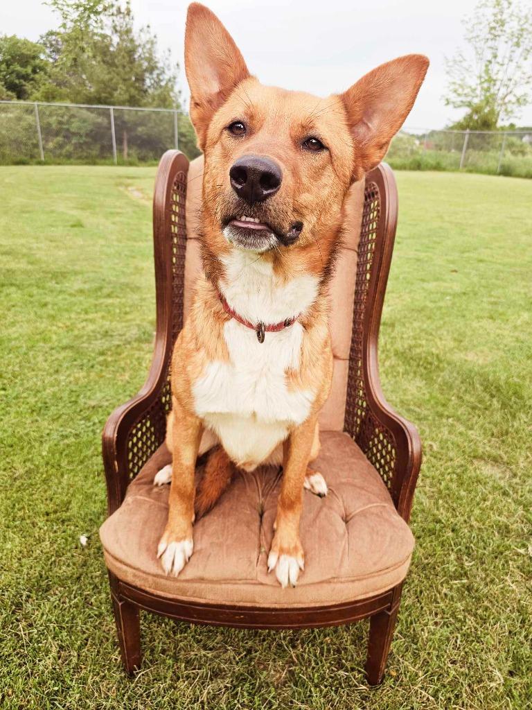 Enlarge Zander, a Adoptable mixed breed in Sprakers, NY image 1/6