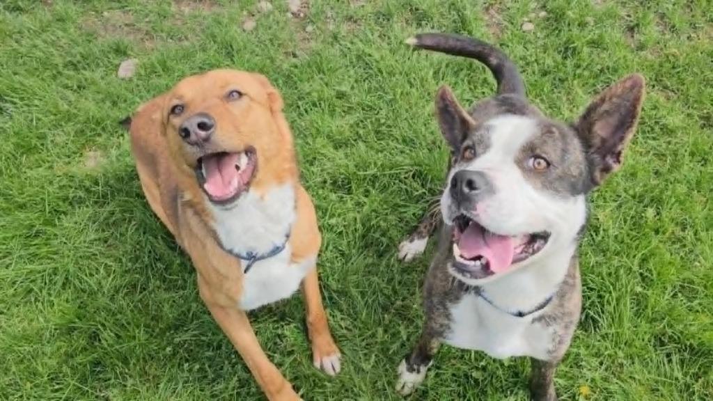 Zander, Adoptable, Adult Male Shepherd & Mixed Breed.