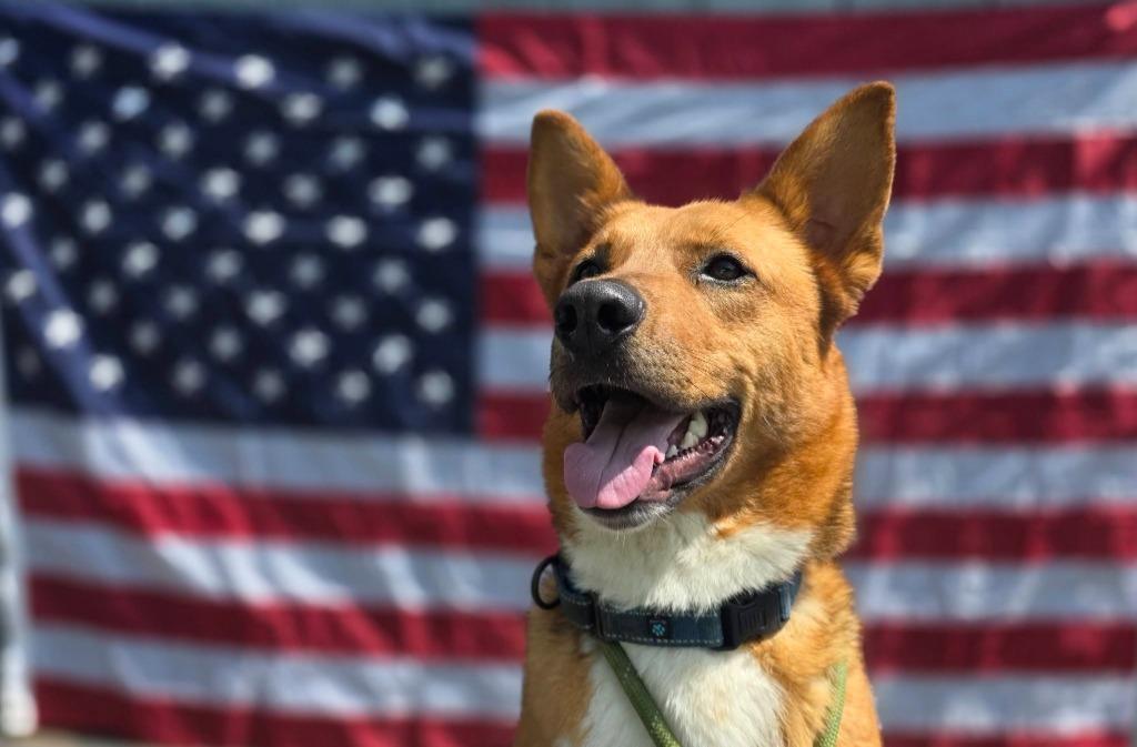 Zander, a Adoptable mixed breed in Sprakers, NY image 2/6