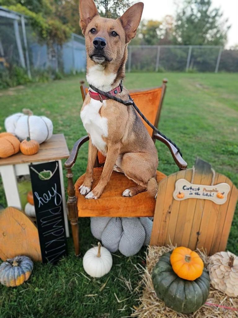 Enlarge Zander, a Adoptable mixed breed in Sprakers, NY image 2/6