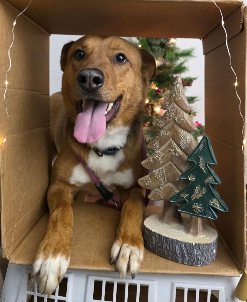 Enlarge Zander, a Adoptable mixed breed in Sprakers, NY image 5/6