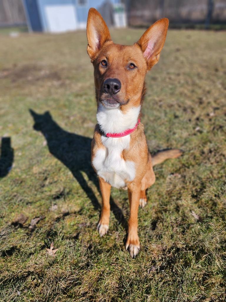 Enlarge Zander, a Adoptable mixed breed in Sprakers, NY image 5/6