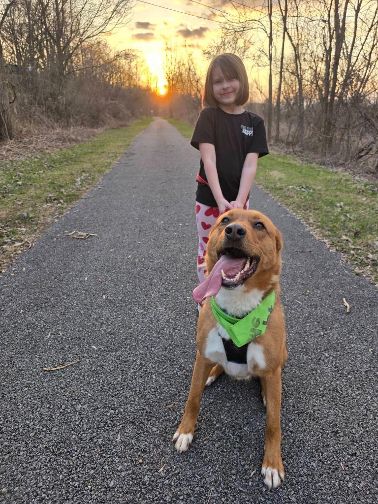 Enlarge Zander, a Adoptable mixed breed in Sprakers, NY image 6/6
