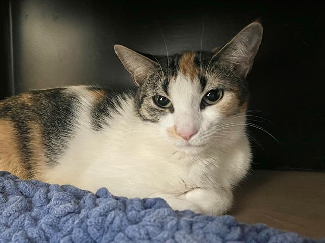 NATURE, Adoptable, Young Female Domestic Short Hair.