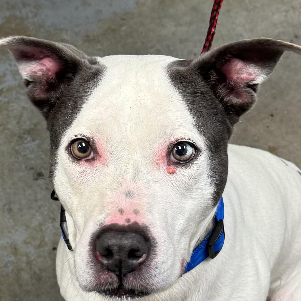 Mildred, Adoptable, Senior Female Terrier & Mixed Breed.