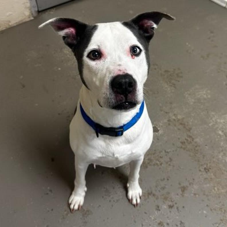 Enlarge Mildred, a Adoptable mixed breed in Greenville, SC image 2/6