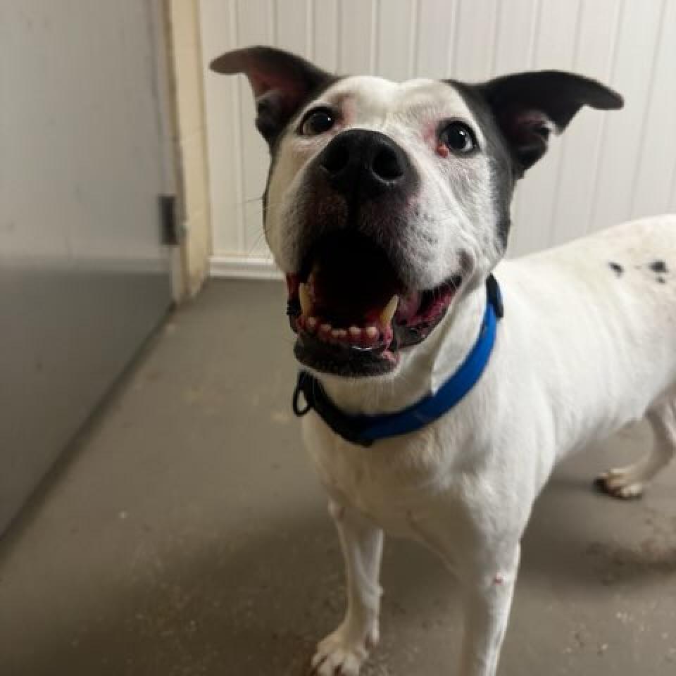 Enlarge Mildred, a Adoptable mixed breed in Greenville, SC image 3/6