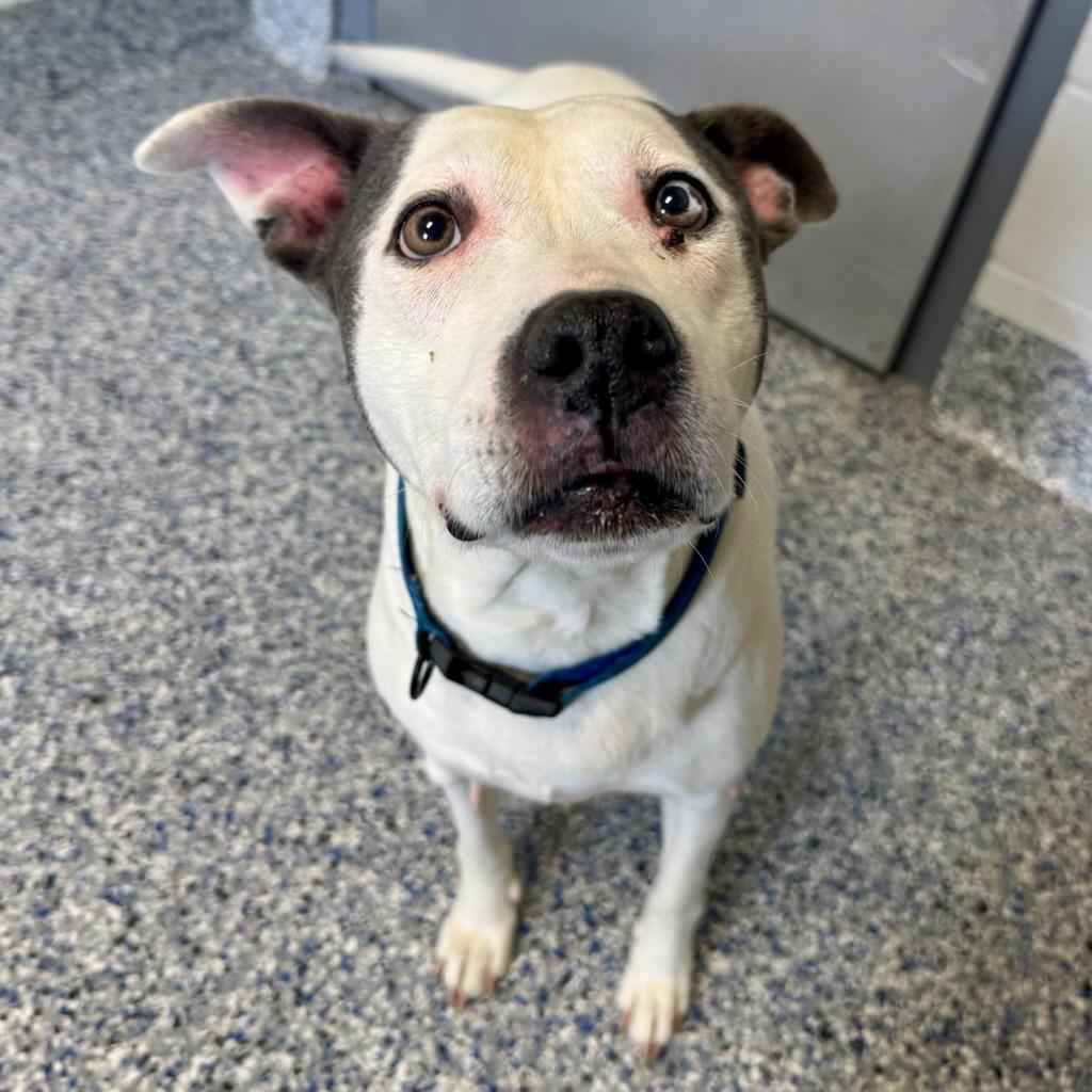 Enlarge Mildred, a Adoptable mixed breed in Greenville, SC image 4/6