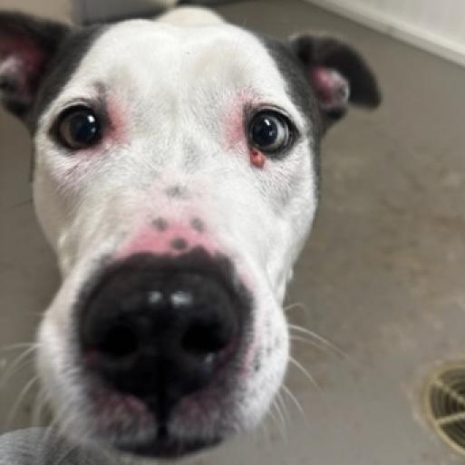 Enlarge Mildred, a Adoptable mixed breed in Greenville, SC image 5/6