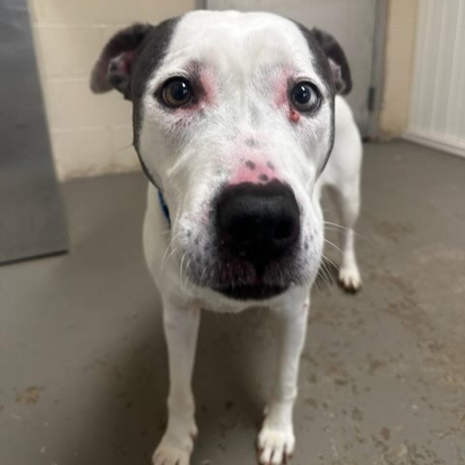 Enlarge Mildred, a Adoptable mixed breed in Greenville, SC image 6/6