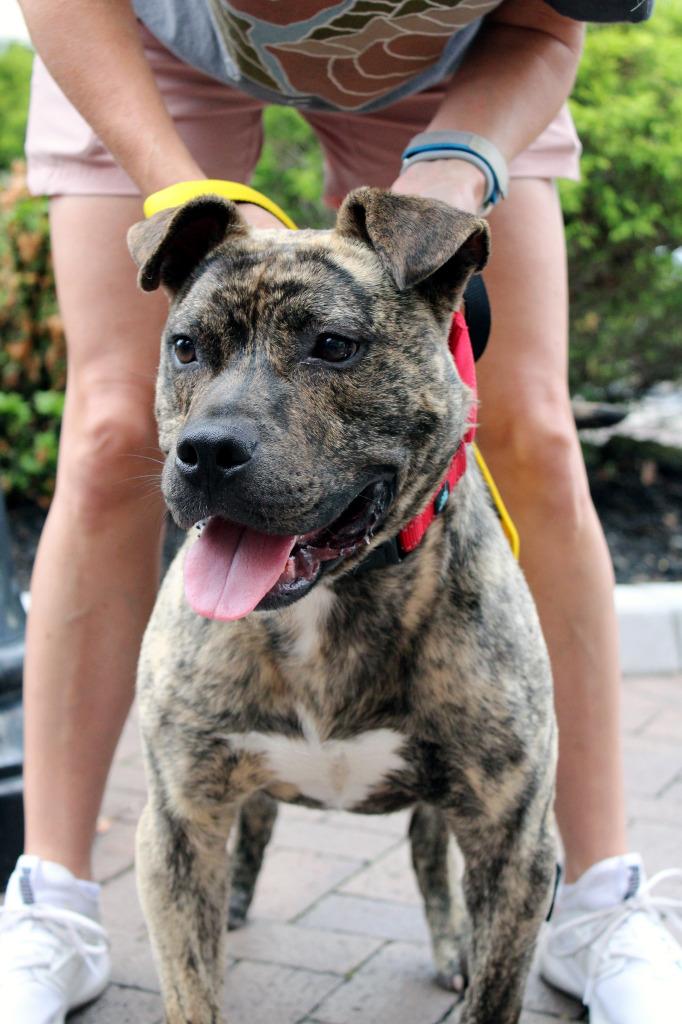 Enlarge Camero  A047356, a Adoptable mixed breed in Sharpsburg, GA image 2/6