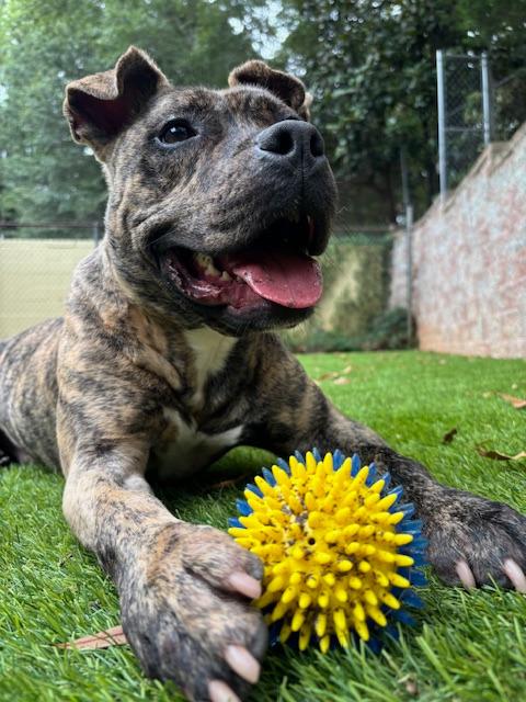 Camero A047356, a Adoptable mixed breed in Sharpsburg, GA image 1/6