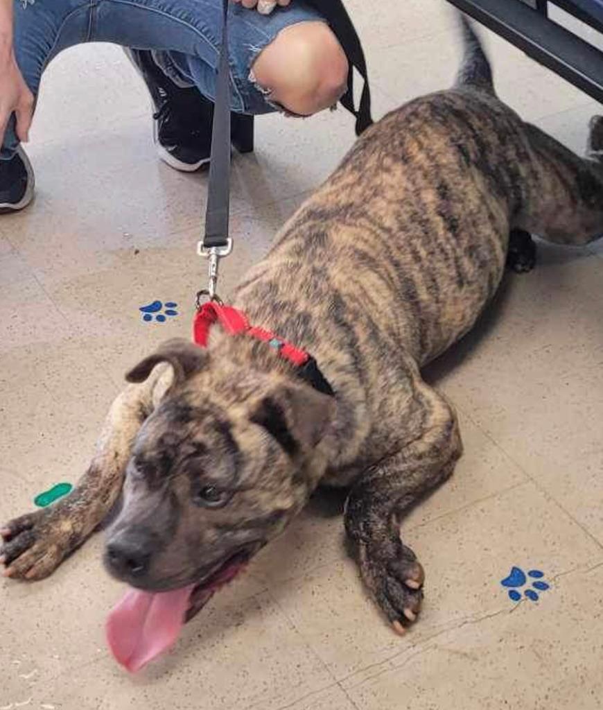 Camero A047356, a Adoptable mixed breed in Sharpsburg, GA image 2/6