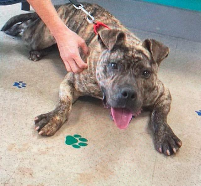 Enlarge Camero  A047356, a Adoptable mixed breed in Sharpsburg, GA image 4/6