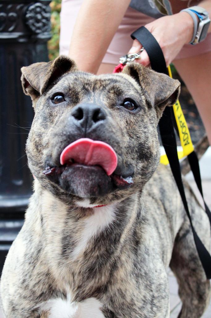 Camero A047356, a Adoptable mixed breed in Sharpsburg, GA image 3/6