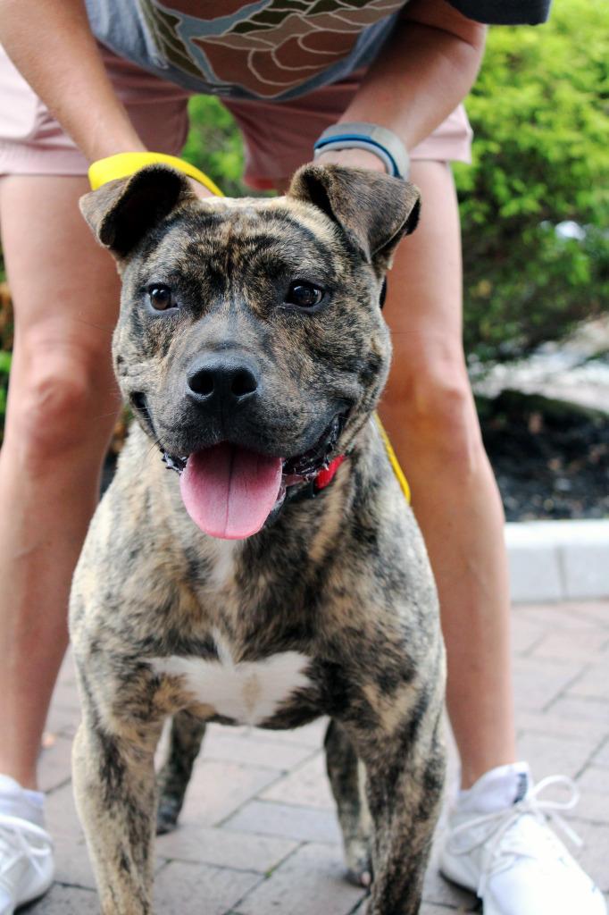 Enlarge Camero  A047356, a Adoptable mixed breed in Sharpsburg, GA image 5/6