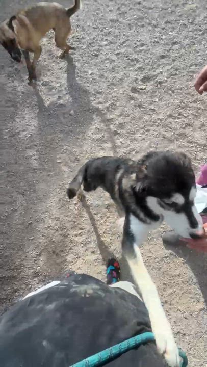 Enlarge Bandit, a Adoptable mixed breed in Parker, AZ video 2/3