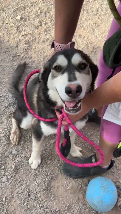 Enlarge Bandit, a Adoptable mixed breed in Parker, AZ video 3/3