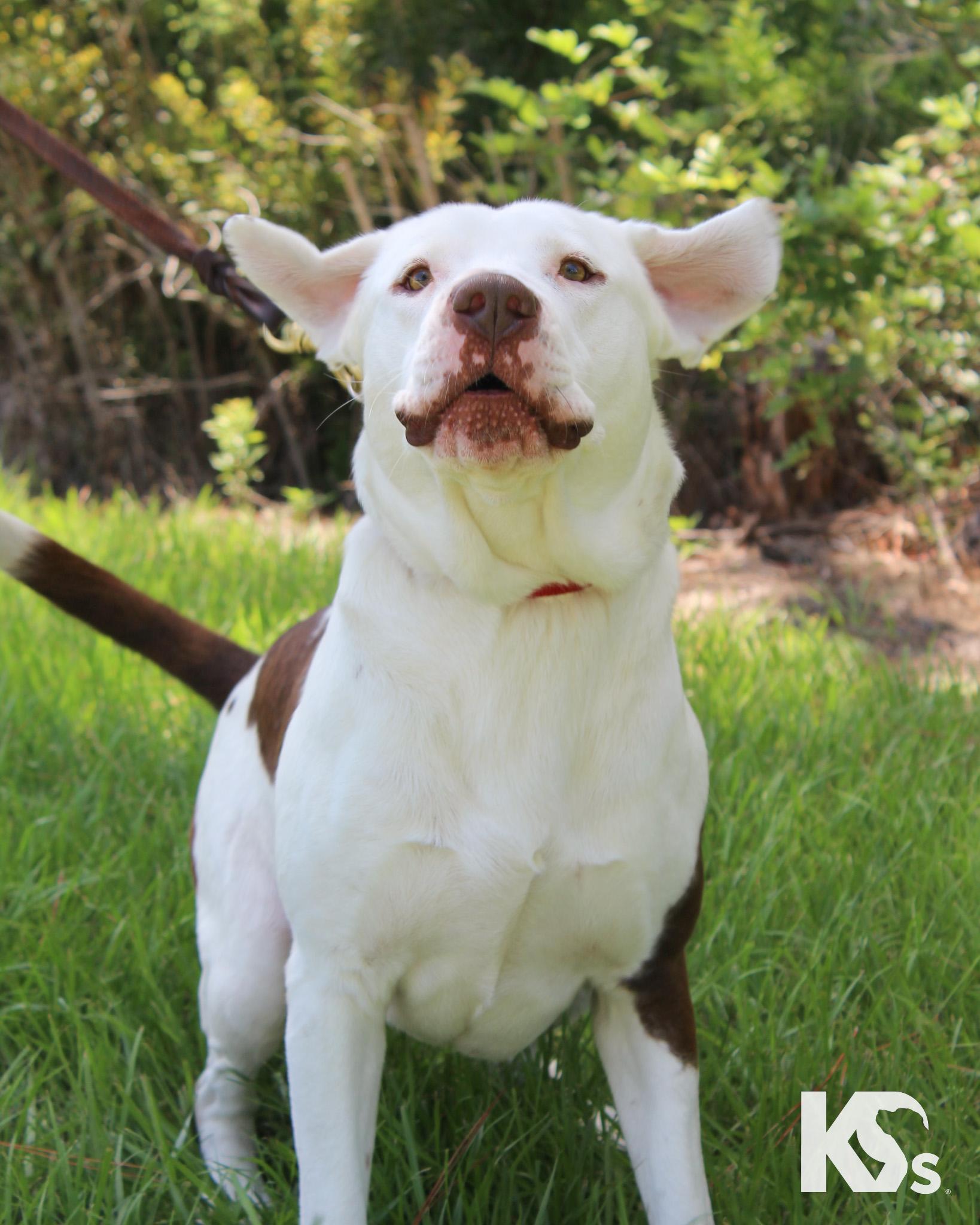 Fenrir, a Adoptable mixed breed in Ponte Vedra, FL image 4/6