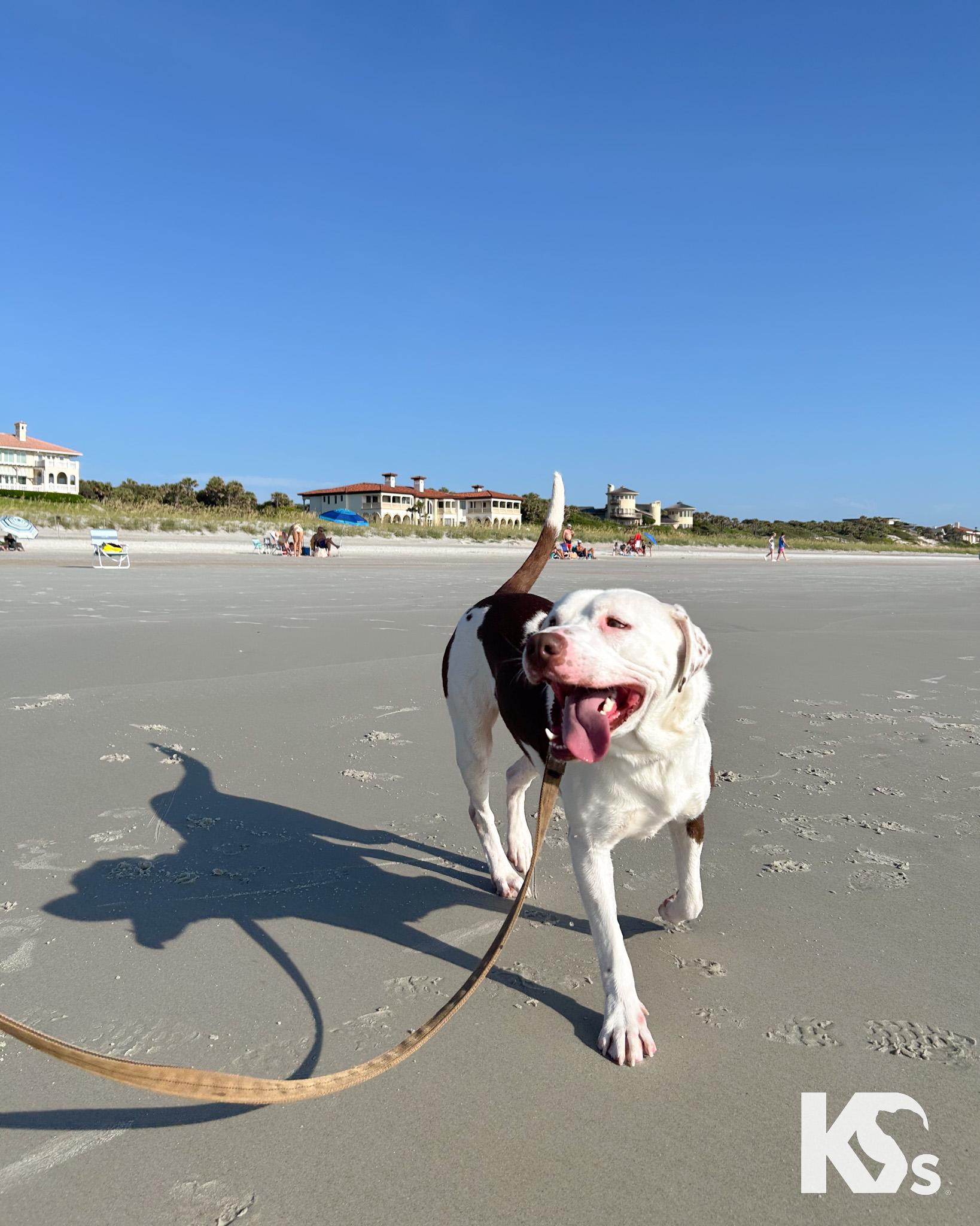 Fenrir, a Adoptable mixed breed in Ponte Vedra, FL image 3/6