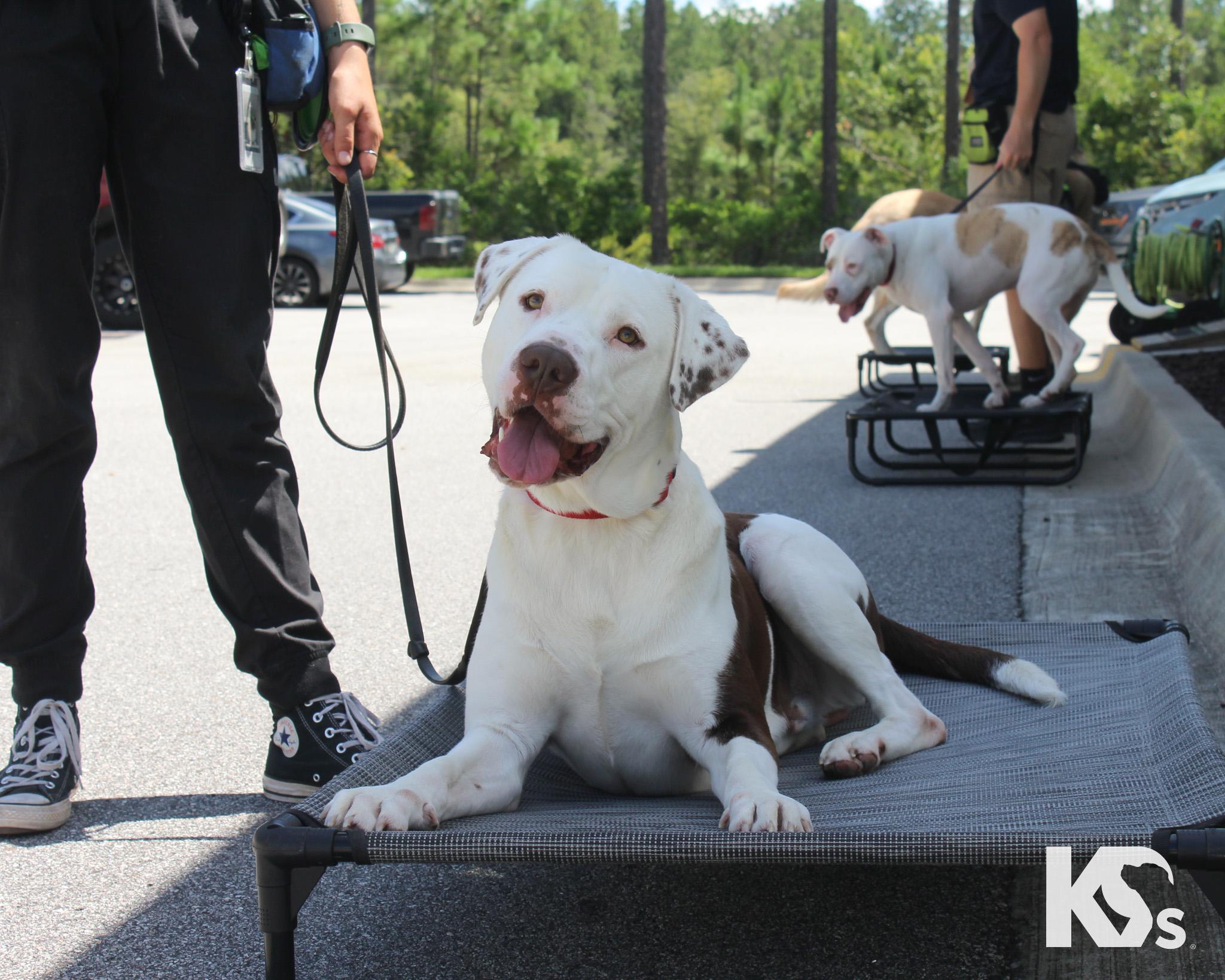 Fenrir, a Adoptable mixed breed in Ponte Vedra, FL image 2/6
