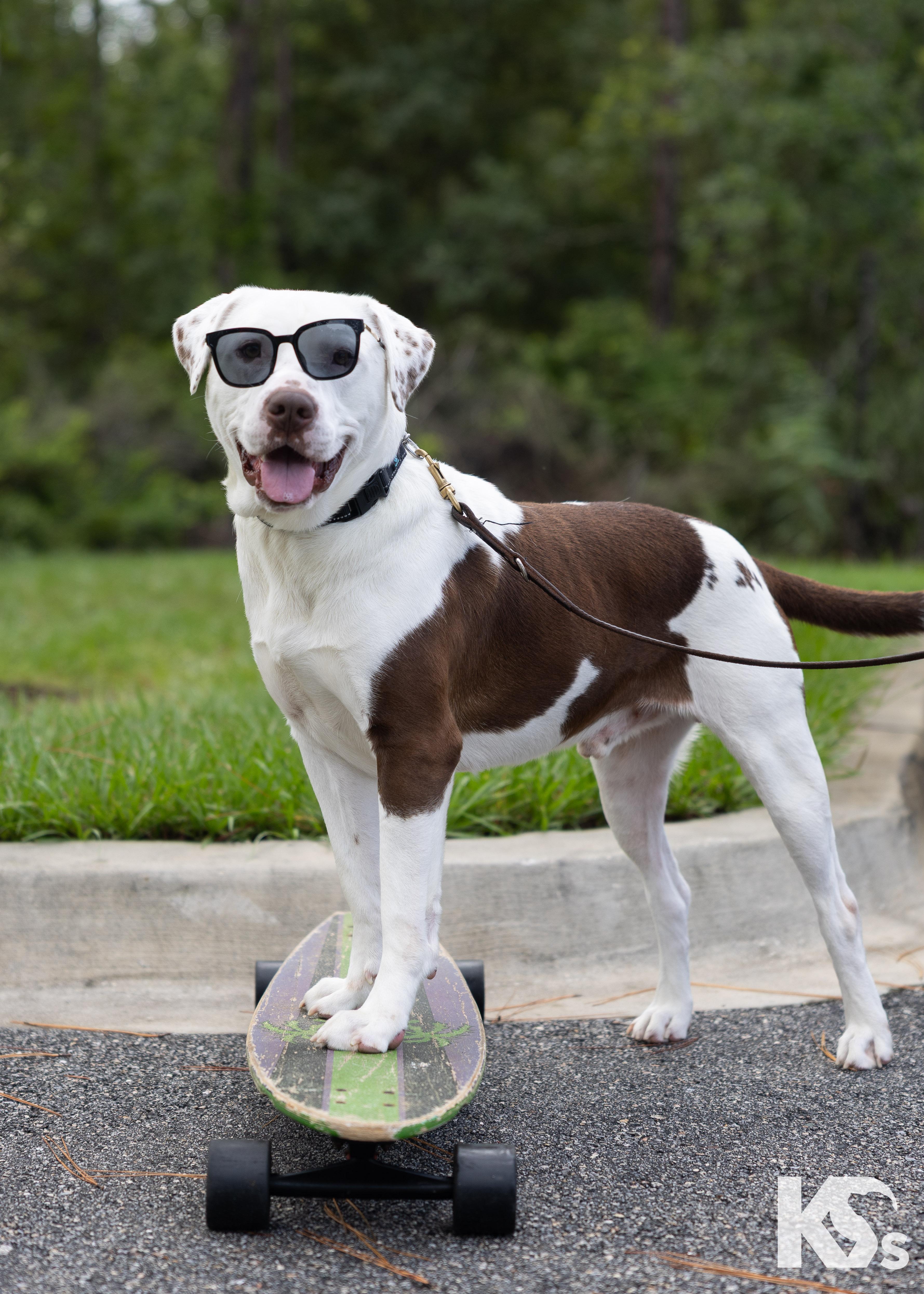 Fenrir, Adoptable, Young Male American Bulldog & American Staffordshire Terrier.