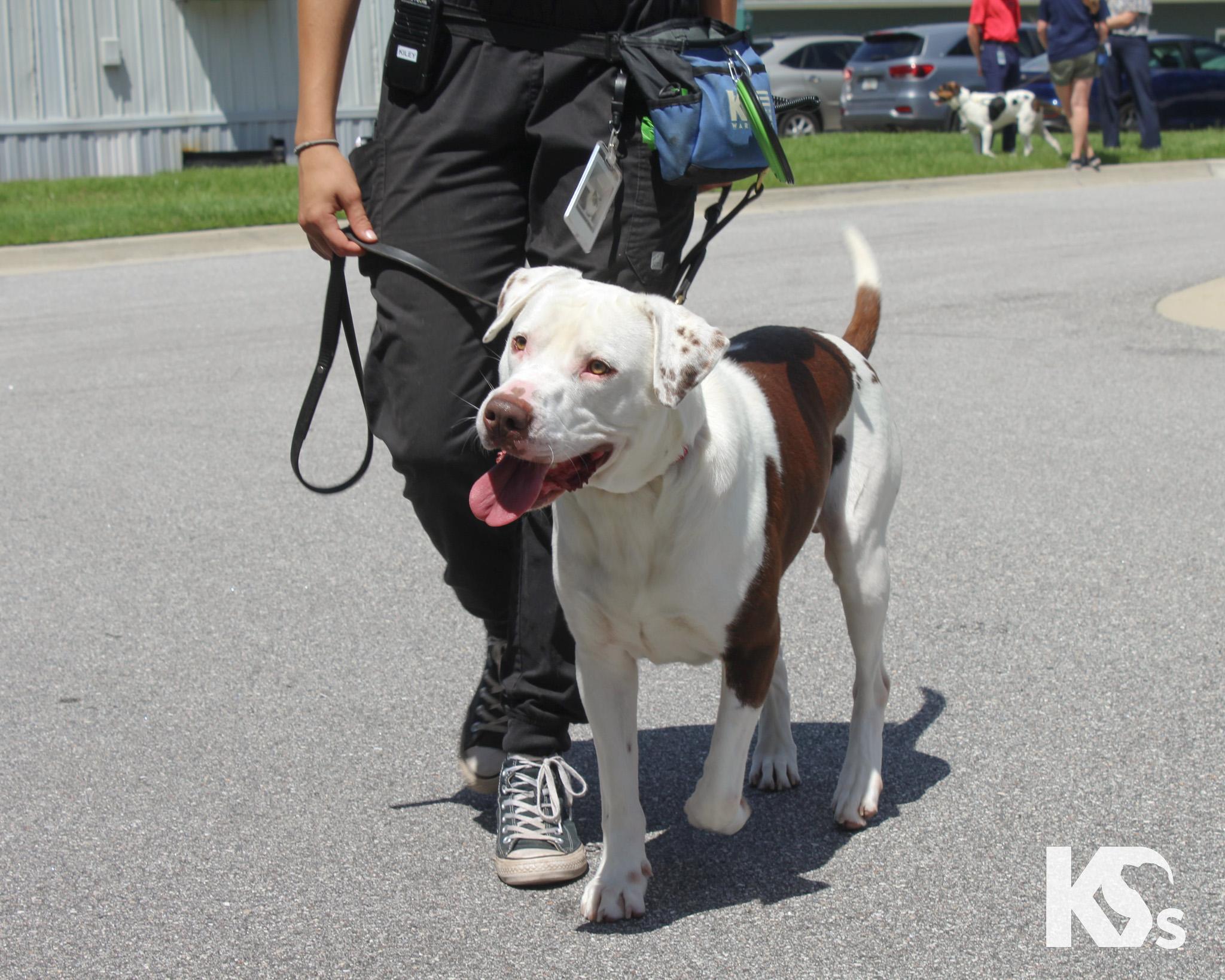 Fenrir, a Adoptable mixed breed in Ponte Vedra, FL image 5/6