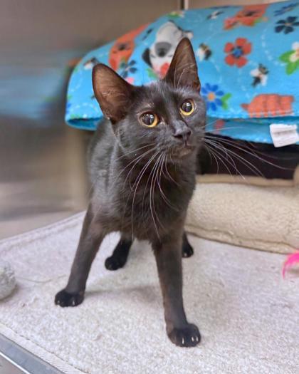 Enlarge Zea, a ADOPTABLE Domestic Short Hair in Missoula, MT image 1/1