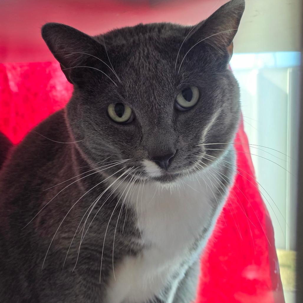 Enlarge October, a Adoptable Domestic Short Hair in Lakewood, CO image 1/4