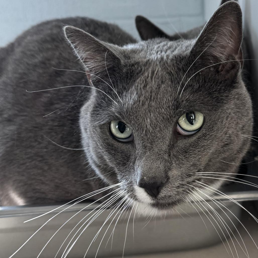 Enlarge October, a Adoptable Domestic Short Hair in Lakewood, CO image 2/4