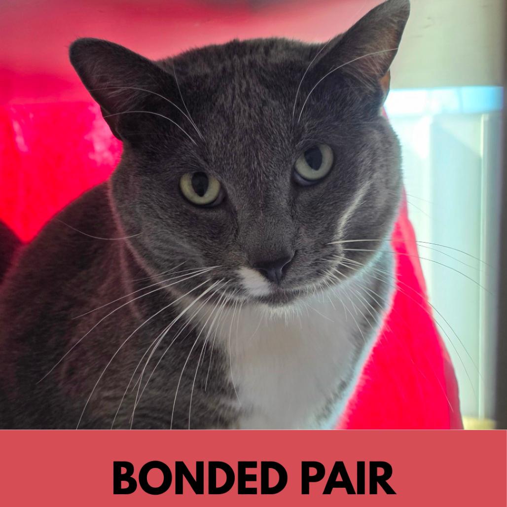 Enlarge October, a Adoptable Domestic Short Hair in Lakewood, CO image 3/4