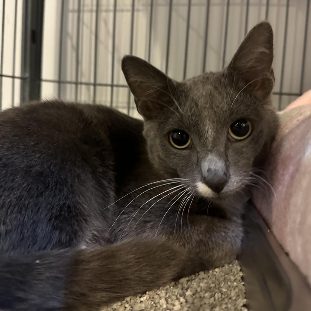 Enlarge October, a Adoptable Domestic Short Hair in Lakewood, CO image 4/4