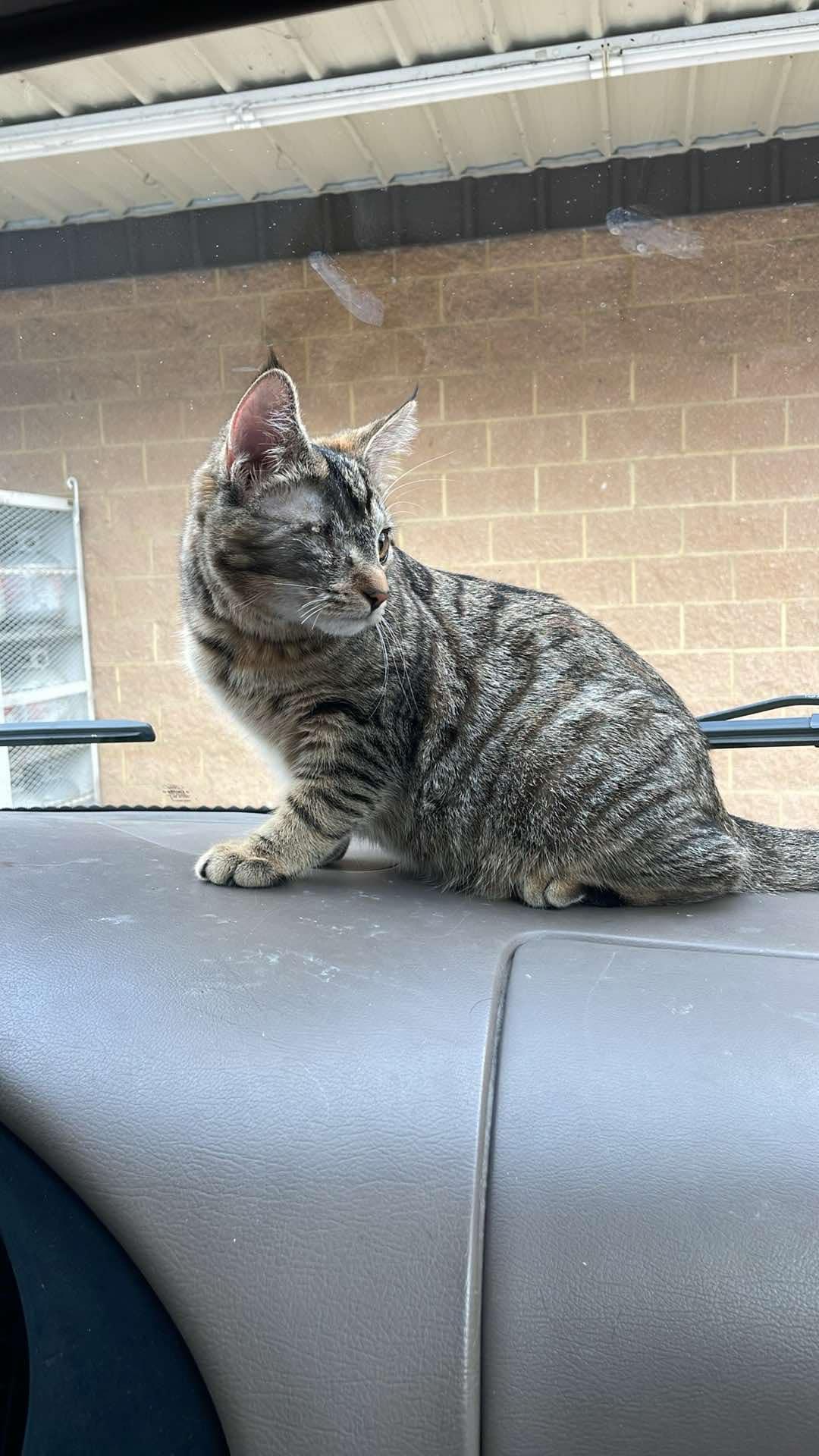 Jazzy, Adoptable, Kitten Female Domestic Short Hair.