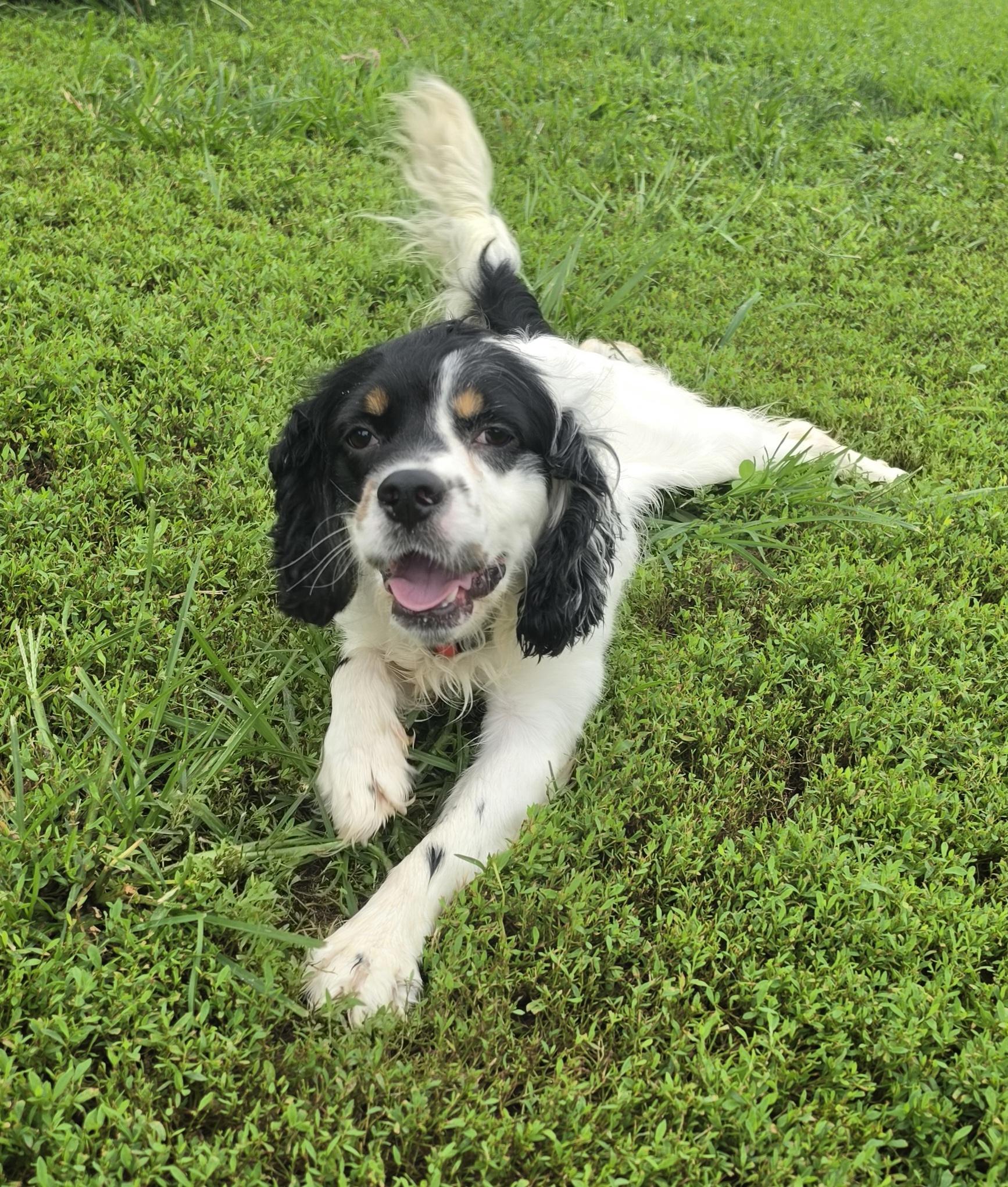Enlarge Joker, an adopted mixed breed in Terre Haute, IN image 3/6